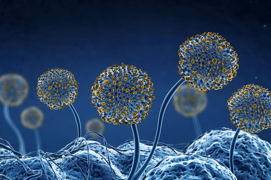 #3 - The Body as Terrain: How Mold and Mycotoxins Take Hold Inside of You