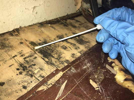 #4 DIY Testing 101:  How to Start Assessing Your Environment for Mold